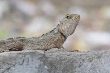 Chameleon