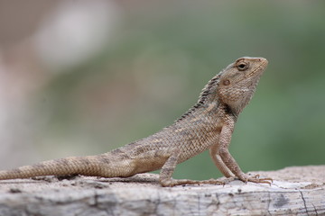 Chameleon