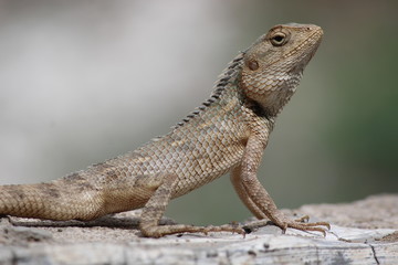 Chameleon