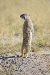 BOTSUANA (safari fotografico)