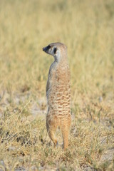 BOTSUANA (safari fotografico)