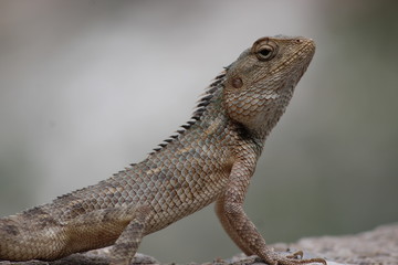 Chameleon