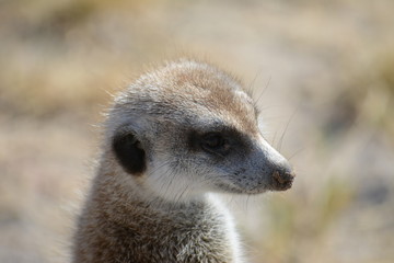 Fototapeta premium BOTSUANA (safari fotografico)
