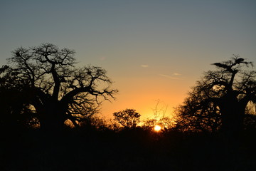 Fototapeta na wymiar BOTSUANA (safari fotografico)