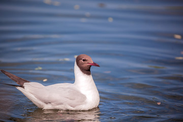 Black-headed gull, chroicocephalus ridibundus, seagull floats in the lake, blue water