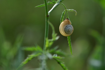 snail on a leaf