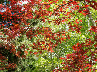 Roter Fächerahorn (Acer palmatum atropurpureum 'Bloodgood')