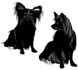 vector silhouette of the dog breed Papillon Butterfly