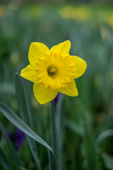 Flower garden, Netherlands , a yellow flower