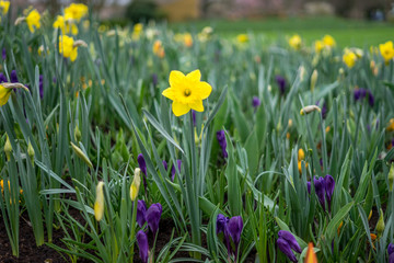 Flower garden, Netherlands , a yellow flower in the grass