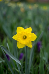Obraz premium Flower garden, Netherlands , a yellow flower