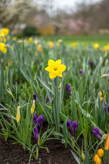 Flower garden, Netherlands , a close up of a flower garden