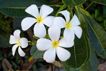 Obraz na płótnie Canvas close up tropical white and yellow plumeria flowers