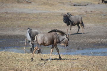 BOTSUANA (safari fotografico)