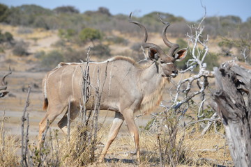 BOTSUANA (safari fotografico)