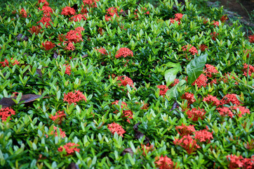 flowerbed planted with red ixora flowers with lots of green leaves