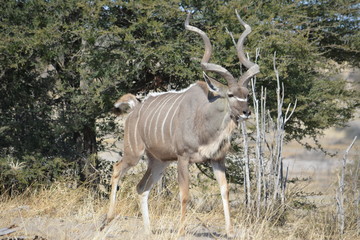 BOTSUANA (safari fotografico)