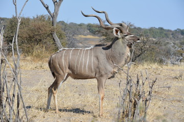 BOTSUANA (safari fotografico)