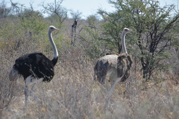 Fototapeta premium BOTSUANA (safari fotografico)