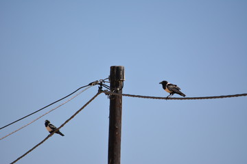 BOTSUANA (safari fotografico)