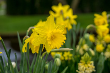 Fototapeta premium Flower garden, Netherlands , a yellow flower