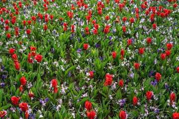 Flower garden, Netherlands , a close up of a flower garden