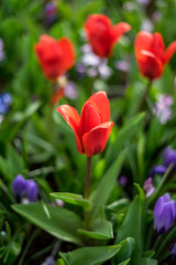 Flower garden, Netherlands , a close up of a flower