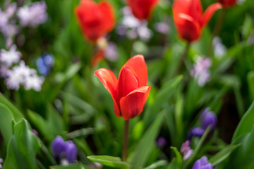 Flower garden, Netherlands , a close up of a flower