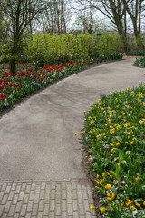 Flower garden, Netherlands , a yellow flower in a garden