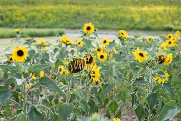 Sunflowers in a city park garden in the late afternoon, June scenery.