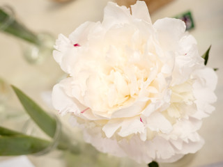 Beautiful peonies with gorgeous white flowers