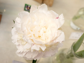 Beautiful peonies with gorgeous white flowers