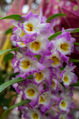 Flower garden, Netherlands , a close up of a flower