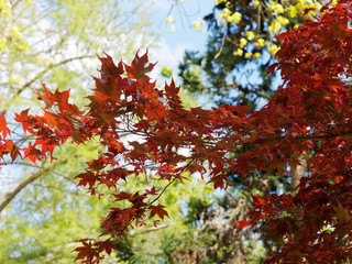 Bloodgood Japanese Maple tree with attractive foliage burgundy red coloring (Acer palmatum atropurpureum 'Bloodgood') 