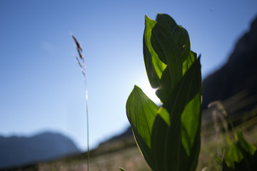 young plant on background of blue sky