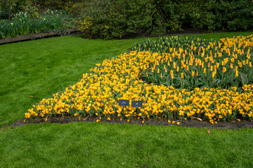 Obraz premium Flower garden, Netherlands , a yellow flower in a field