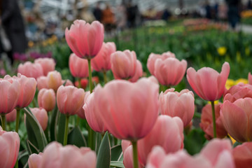 Flower garden, Netherlands , a person holding a bunch of pink flowers