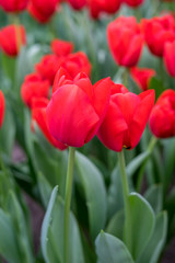 Flower garden, Netherlands , a close up of a flower