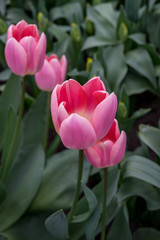 Flower garden, Netherlands , a close up of a flower