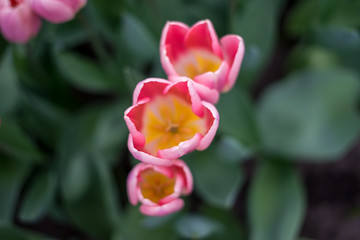 Flower garden, Netherlands , a pink flower on a plant