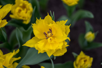 Flower garden, Netherlands , a close up of a yellow flower