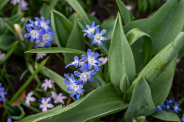 Flower garden, Netherlands , a close up of a flower