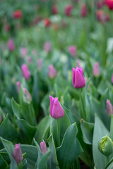 Flower garden, Netherlands , a close up of a flower