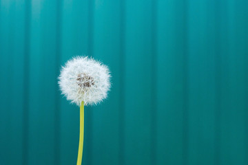 Dandelion with seeds on green background