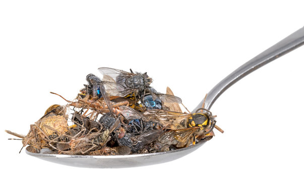 Many dead insects lie on a tablespoon isolated