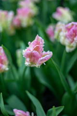 Flower garden, Netherlands , a close up of a flower