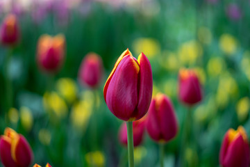 Fototapeta premium Flower garden, Netherlands , a close up of a flower