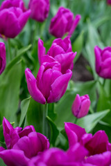 Flower garden, Netherlands , a close up of a flower