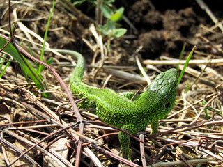 a beautiful green lizard crawled out onto a pile of dry twigs to bask in the sun and eat