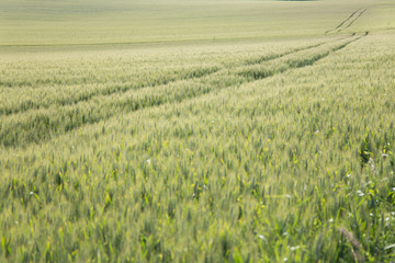 green wheat field